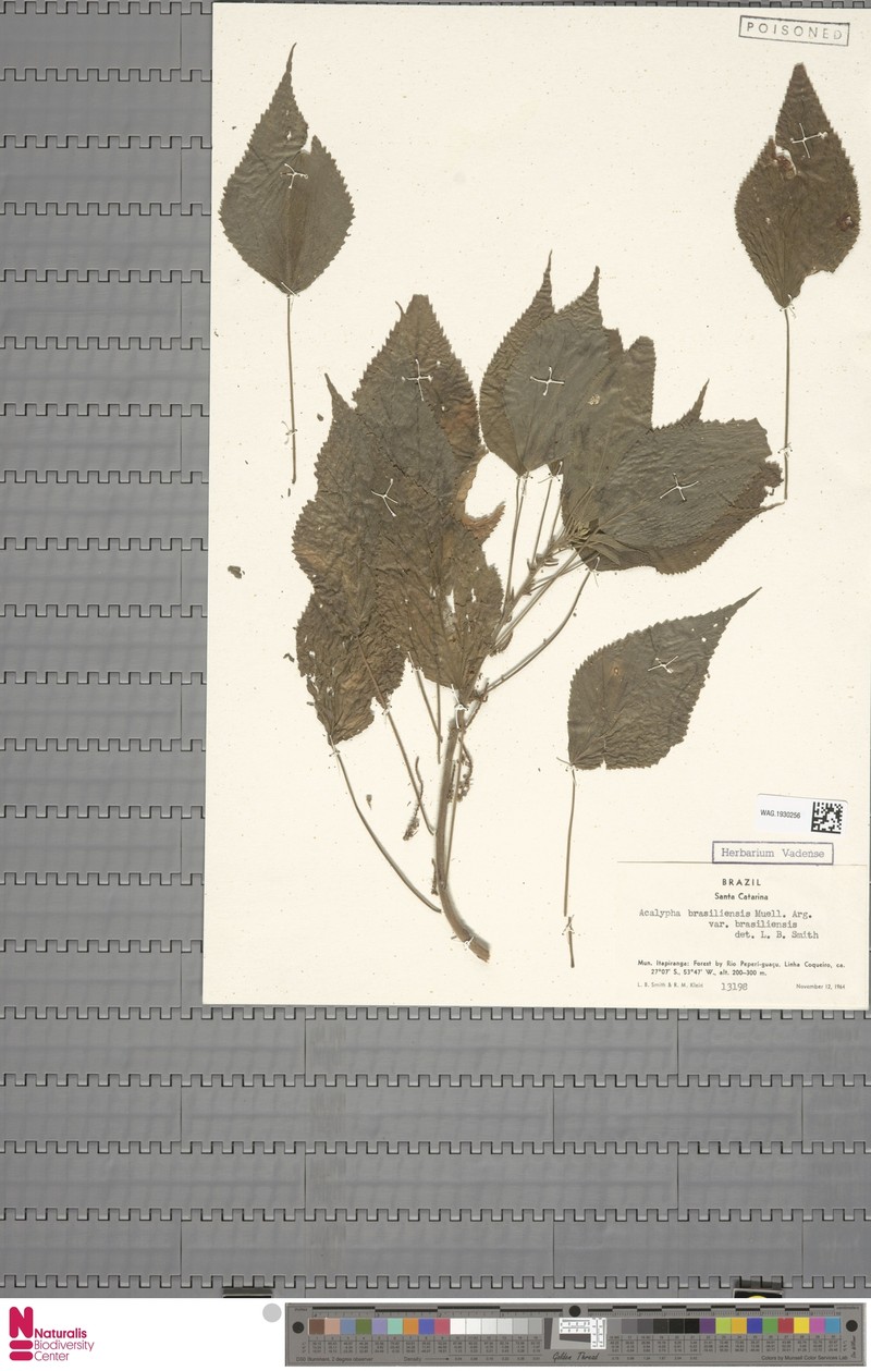 Acalypha brasiliensis subsp. psilophylla