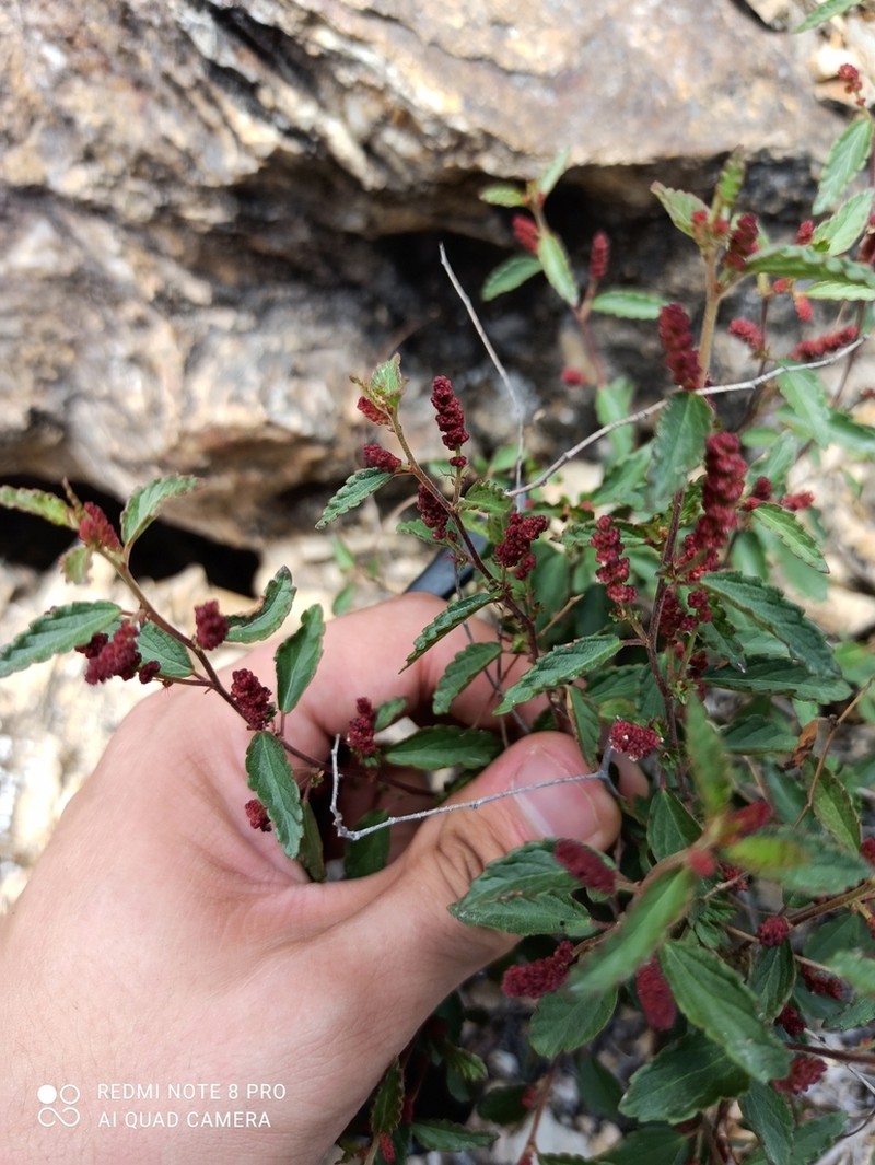 Acalypha brevicaulis
