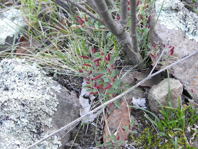 Acalypha brevicaulis photo 2