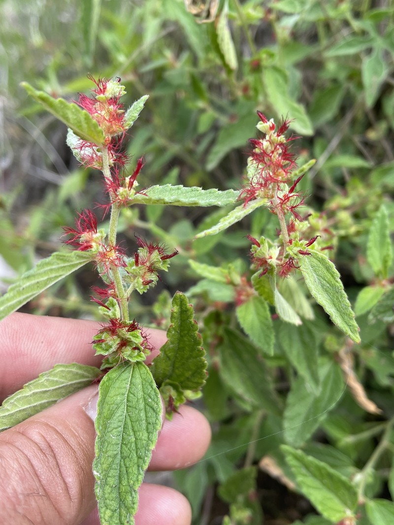 Acalypha brevicaulis photo 5