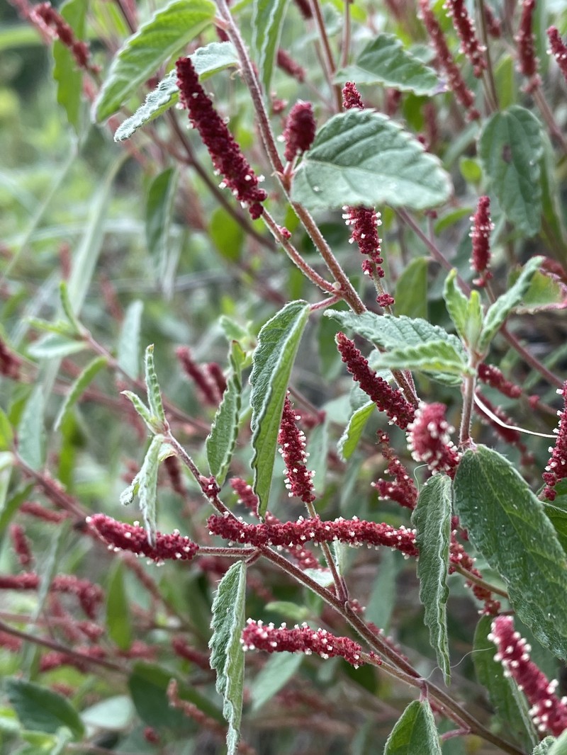Acalypha brevicaulis photo 6