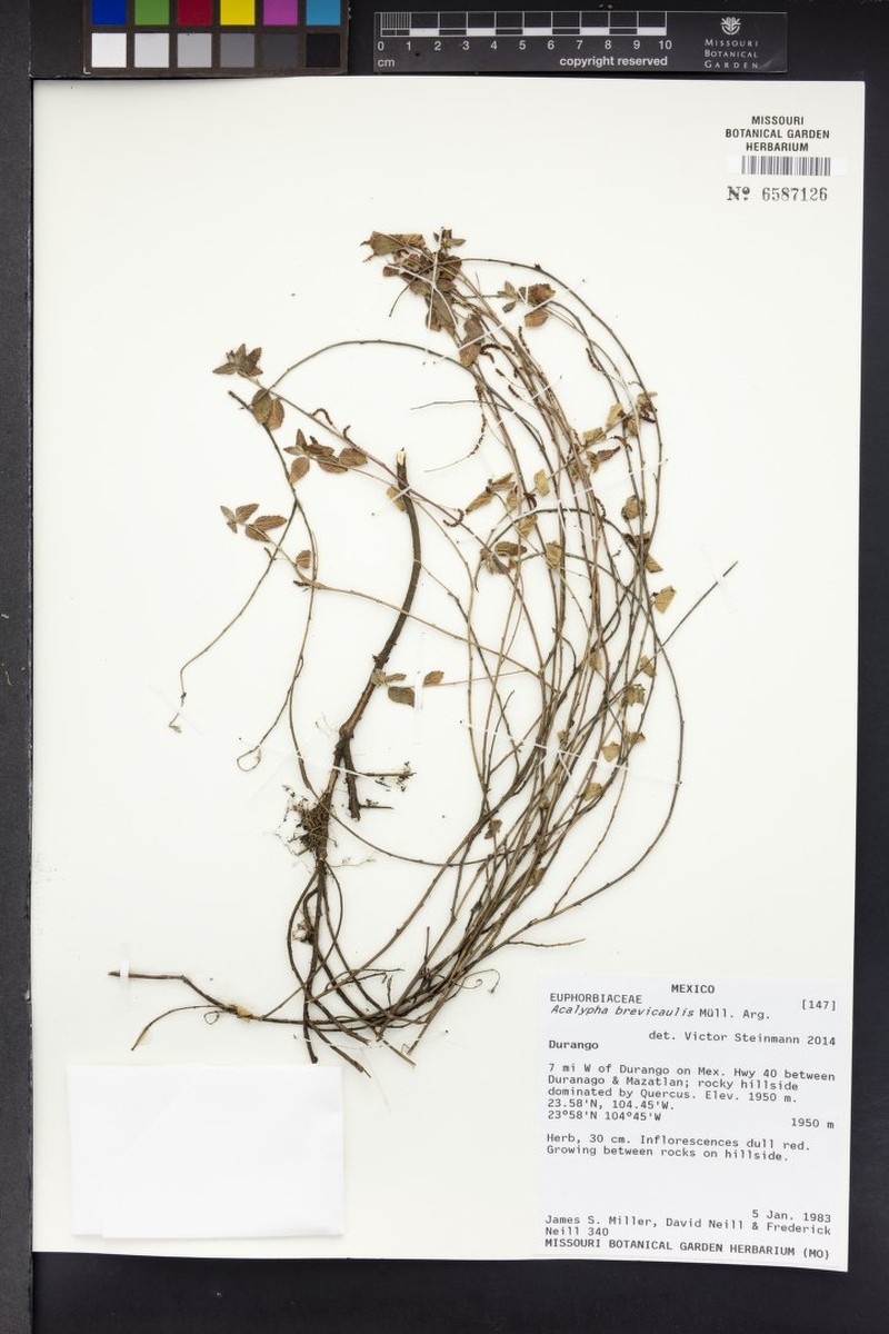 Acalypha brevicaulis photo 8