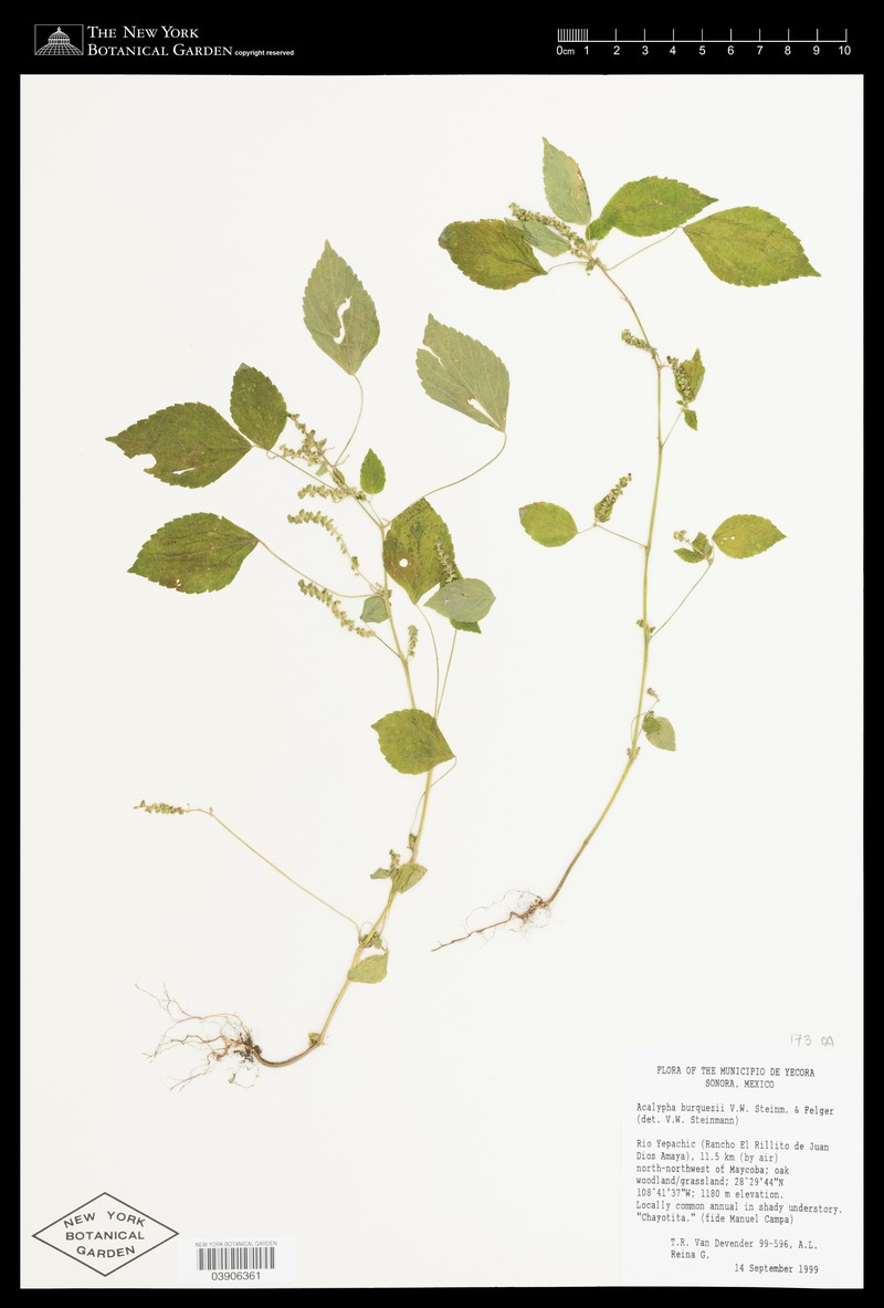 Acalypha burquezii
