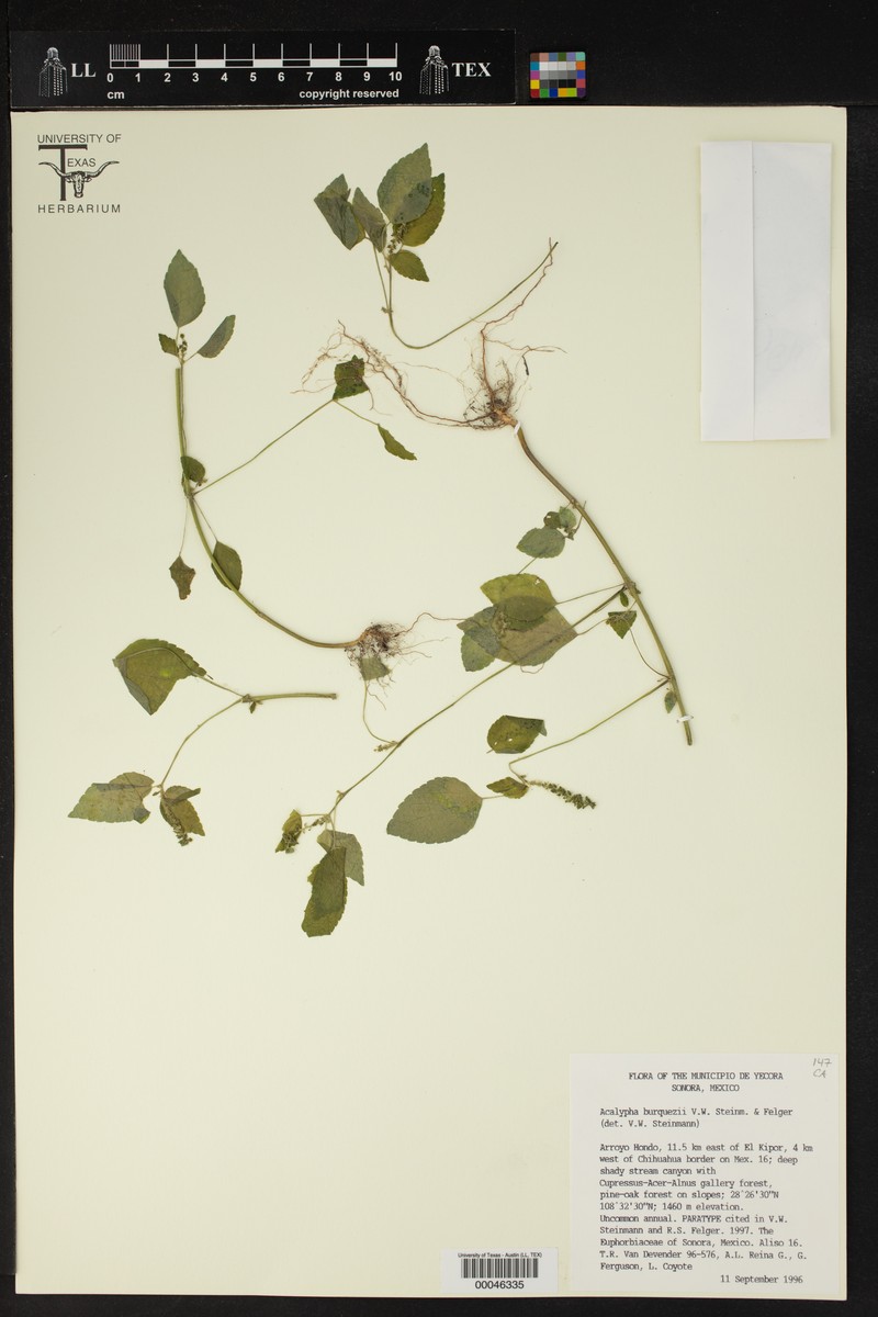 Acalypha burquezii photo 2