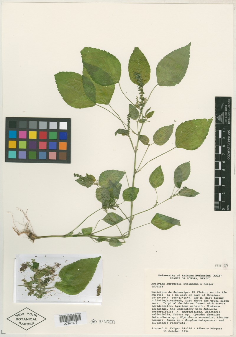 Acalypha burquezii photo 3