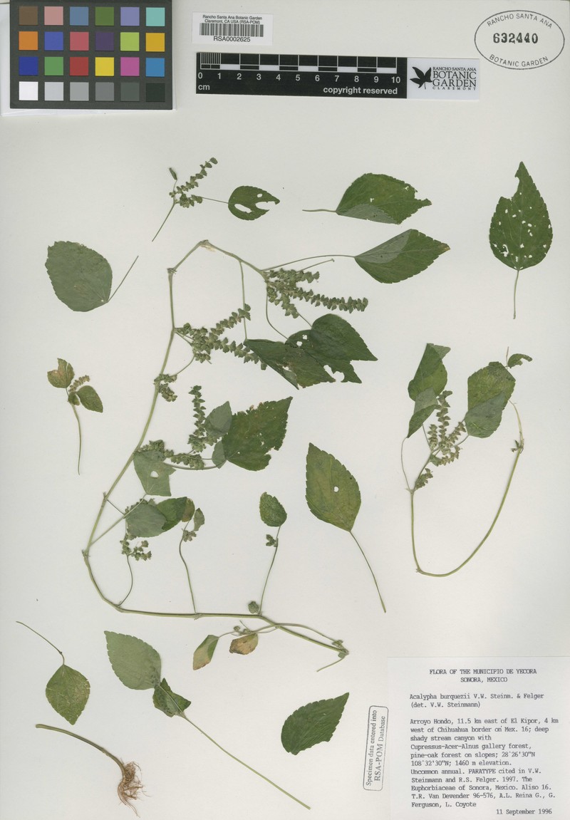 Acalypha burquezii photo 4