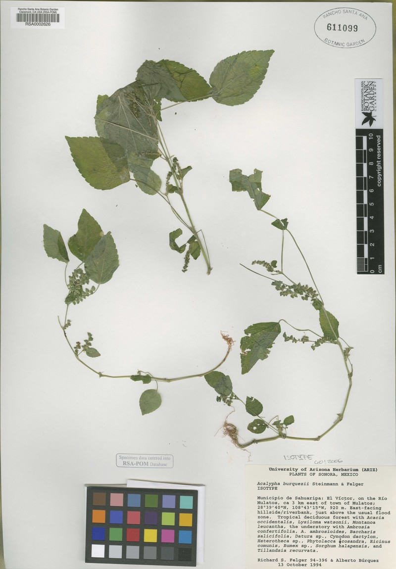 Acalypha burquezii photo 5