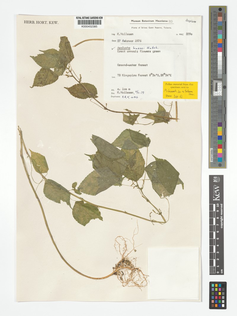 Acalypha bussei