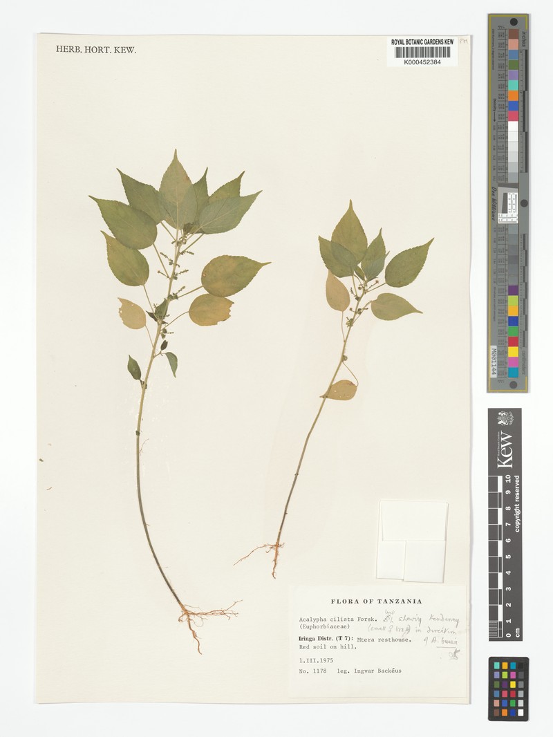 Acalypha bussei photo 2