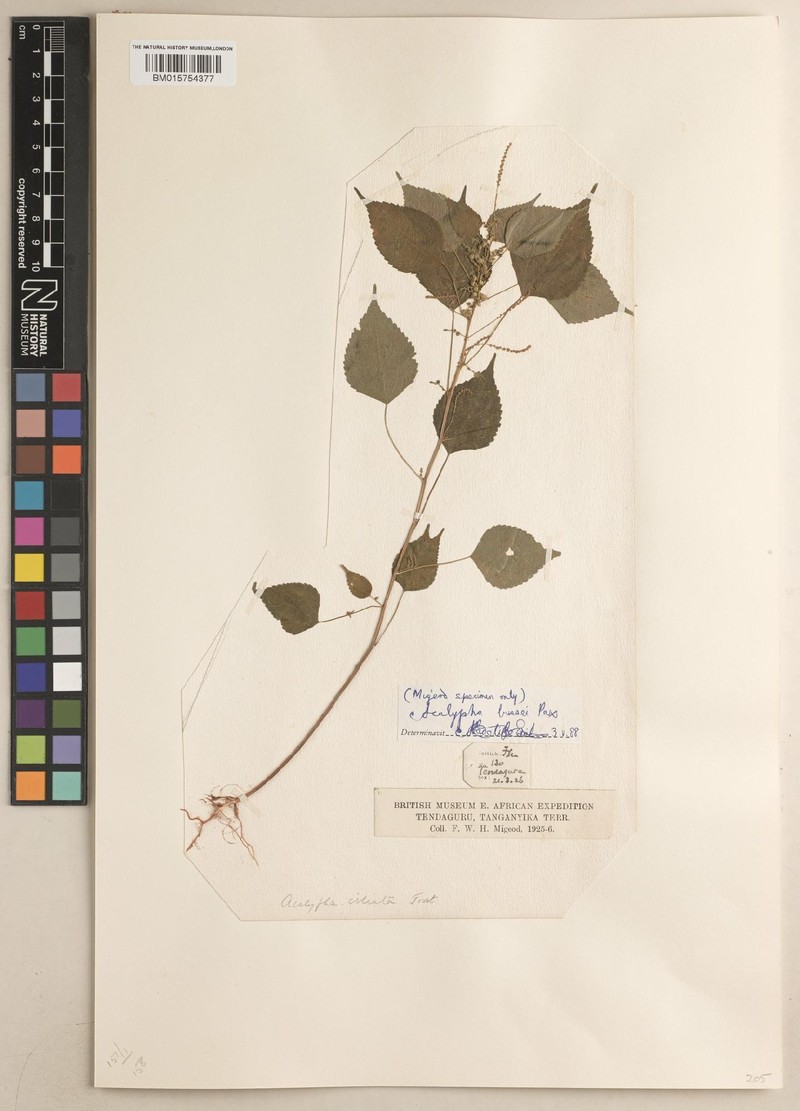 Acalypha bussei photo 3