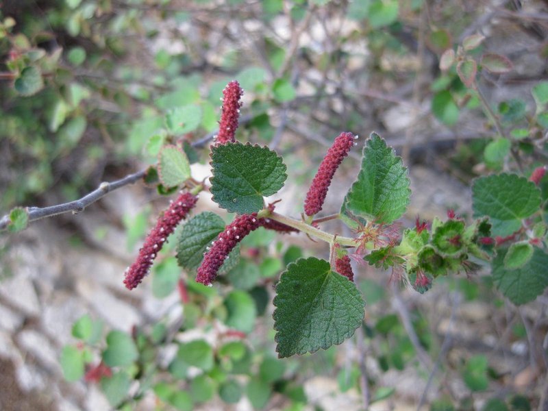 California Copperleaf