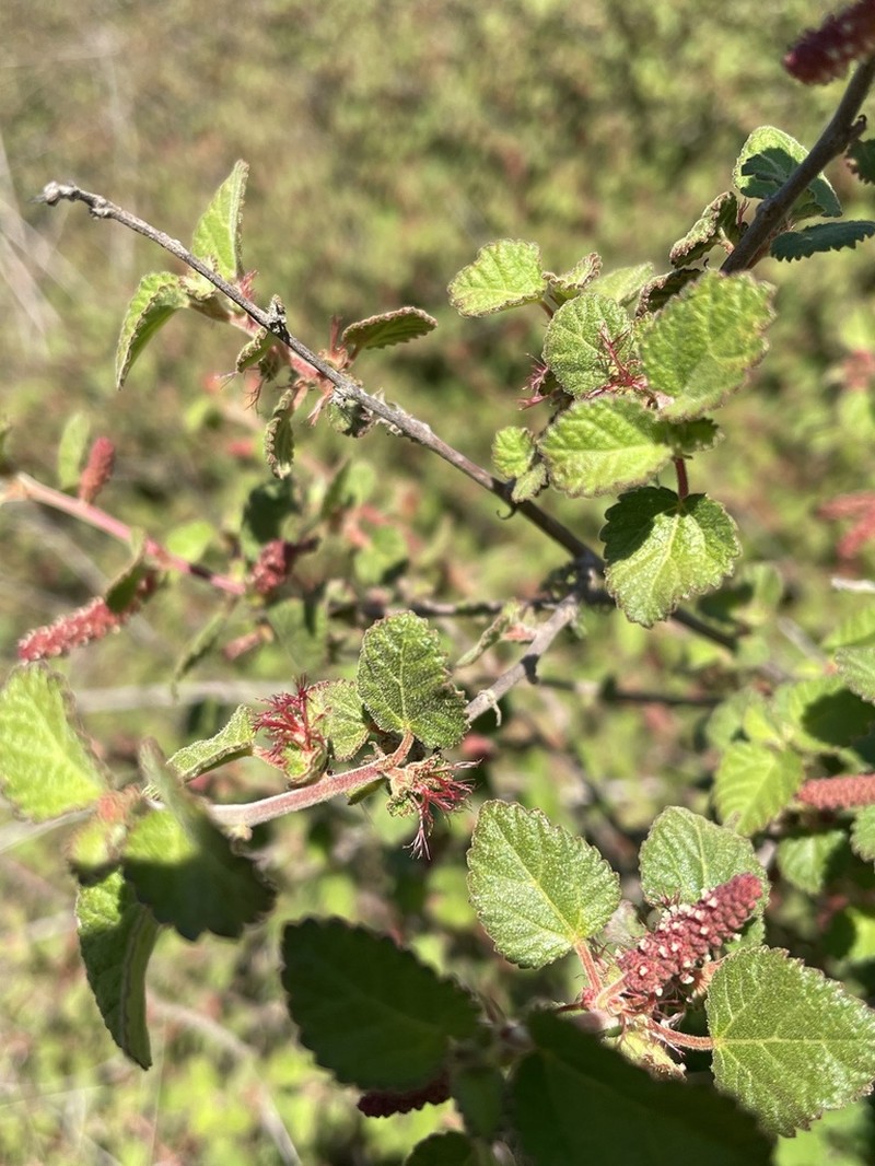 California Copperleaf photo 2
