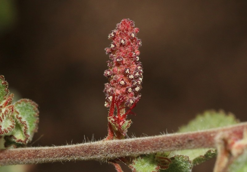 California Copperleaf photo 3