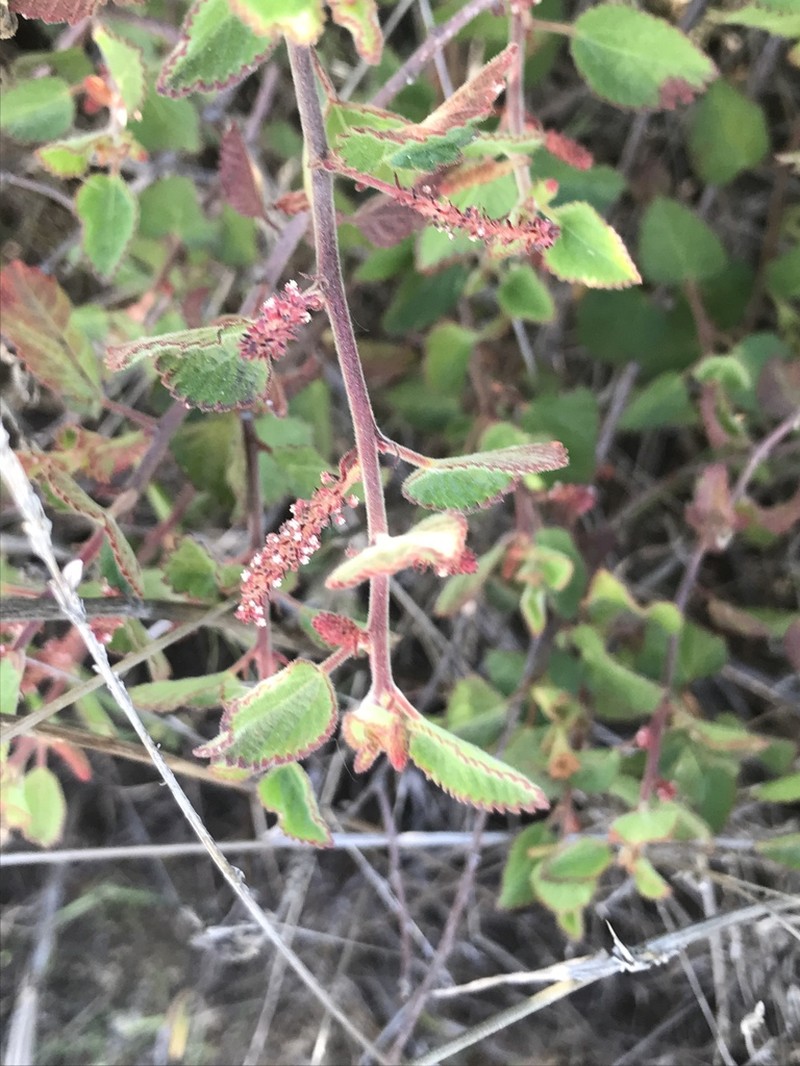 California Copperleaf photo 4