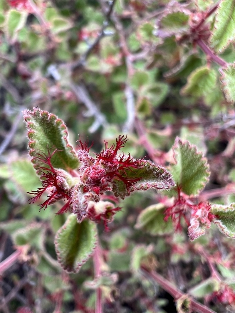 California Copperleaf photo 5