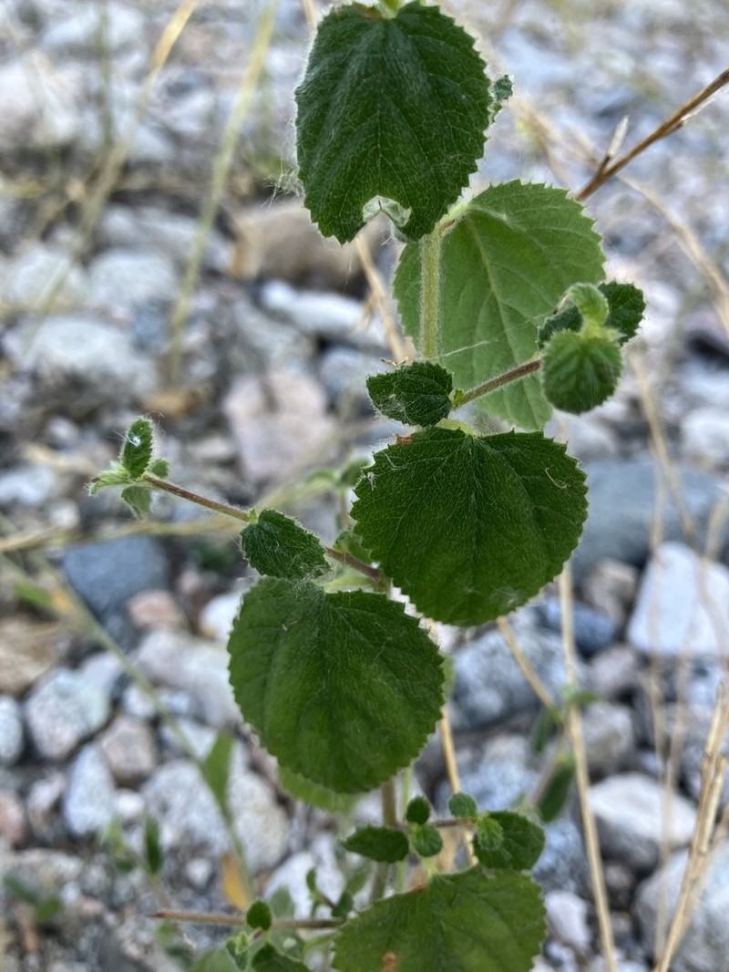 California Copperleaf photo 6