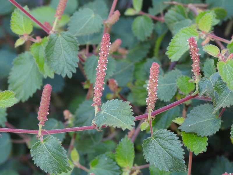 California Copperleaf photo 7