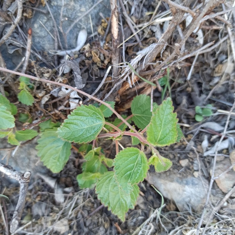 California Copperleaf photo 8