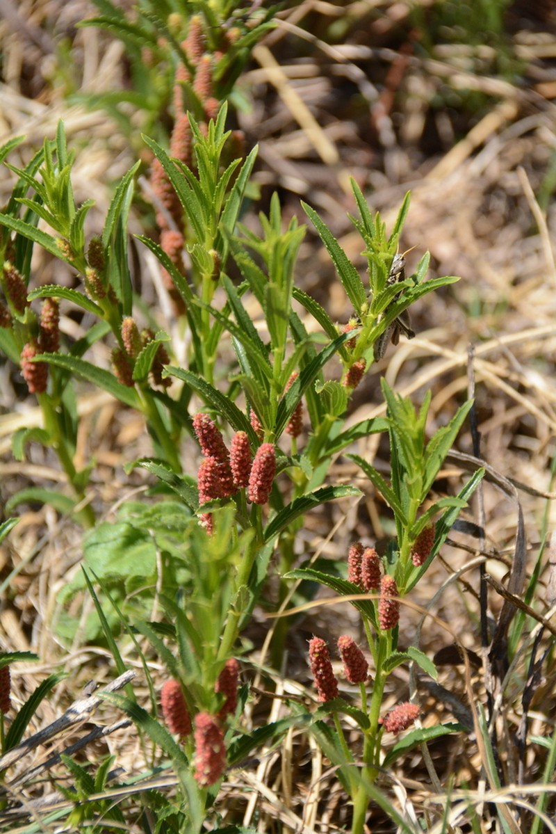 Acalypha caperonioides