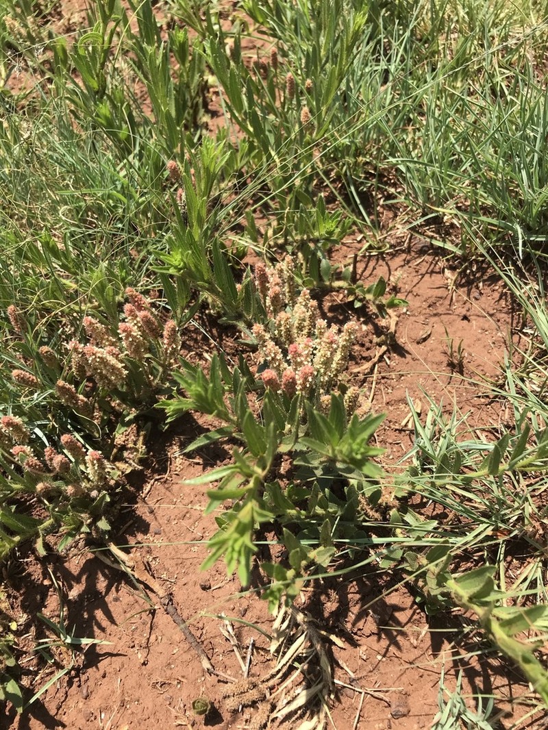 Acalypha caperonioides photo 2