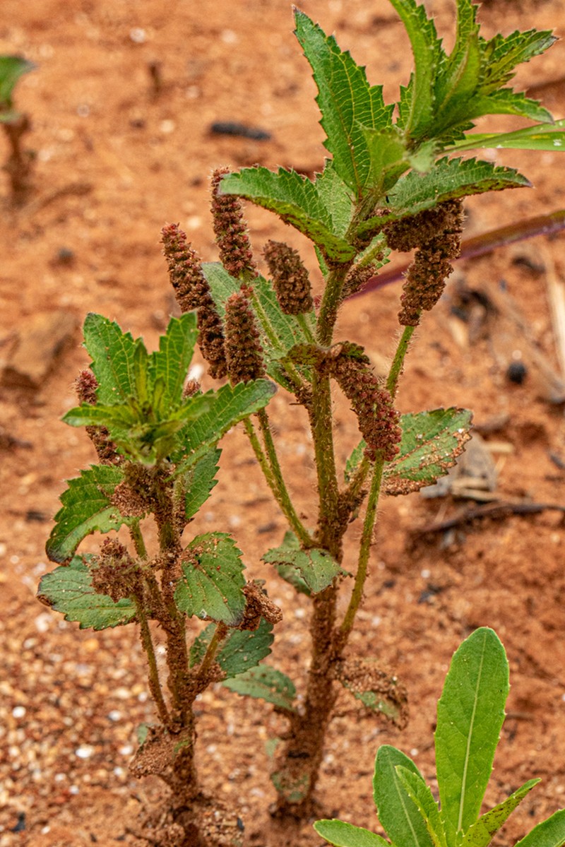 Acalypha caperonioides photo 3