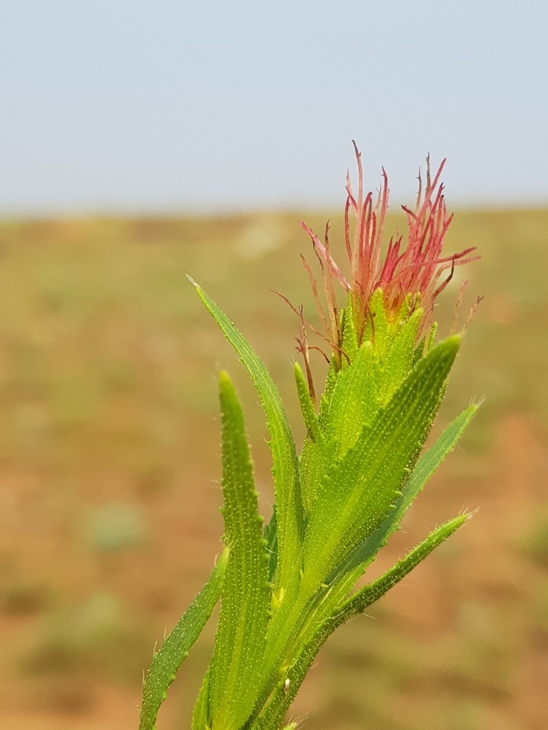 Acalypha caperonioides photo 5