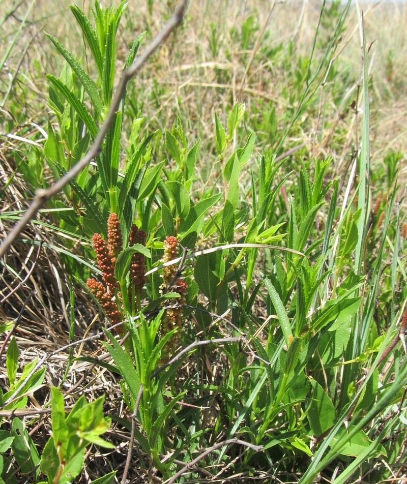 Acalypha caperonioides photo 7