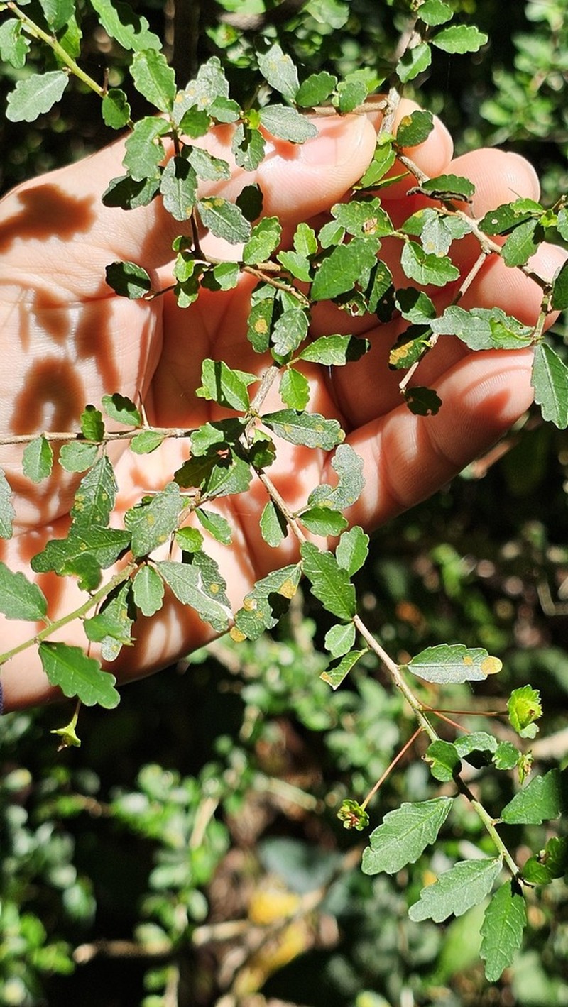 Acalypha capillipes