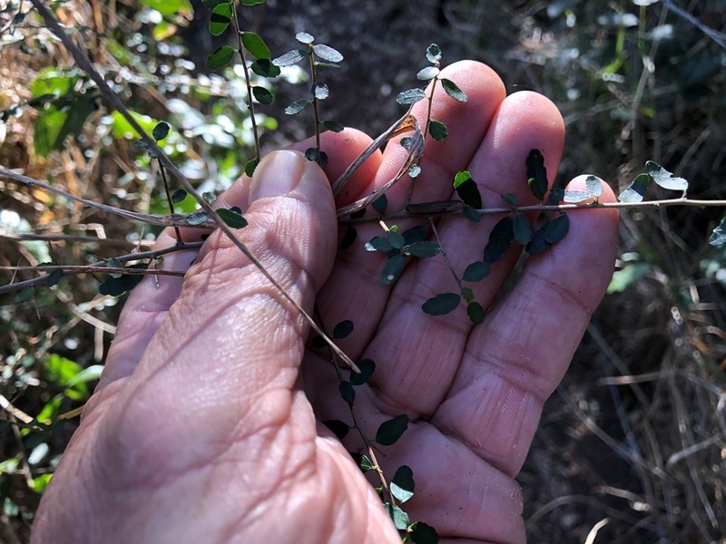 Acalypha capillipes photo 2