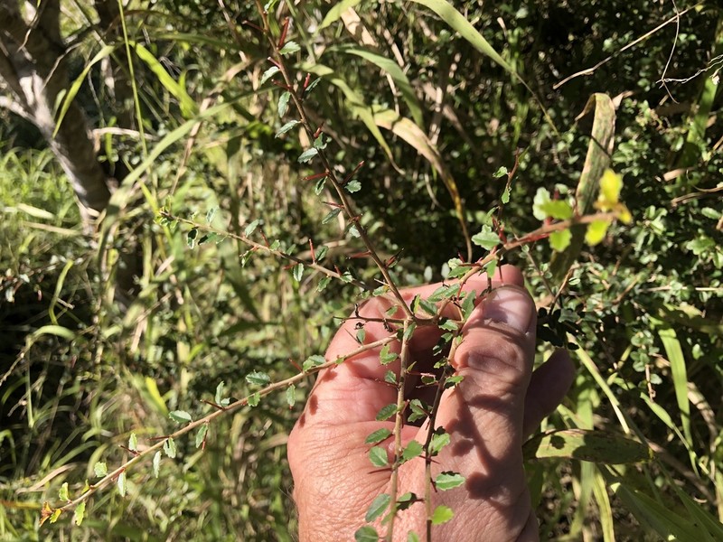 Acalypha capillipes photo 3