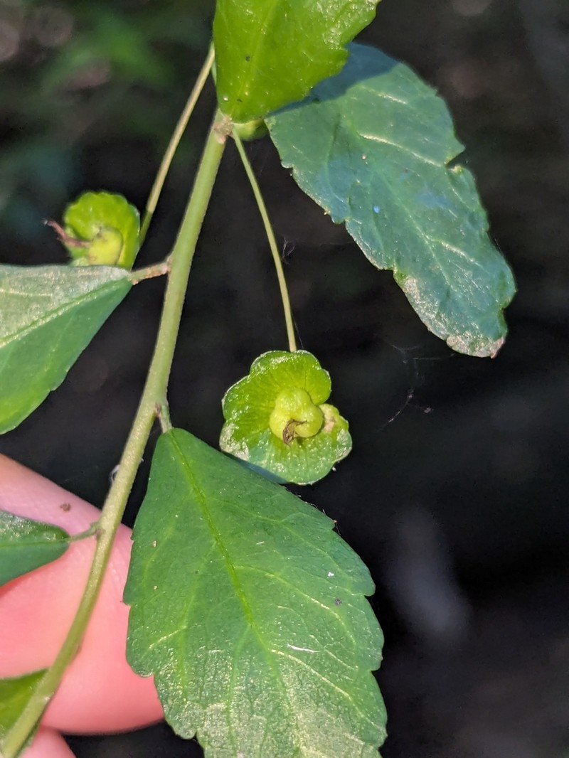 Acalypha capillipes photo 4