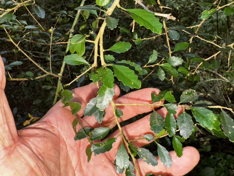 Acalypha capillipes photo 5