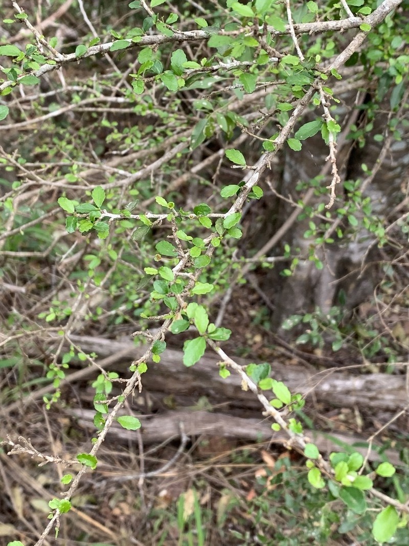 Acalypha capillipes photo 6