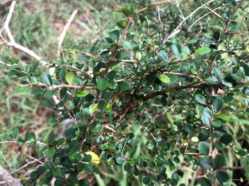 Acalypha capillipes photo 7