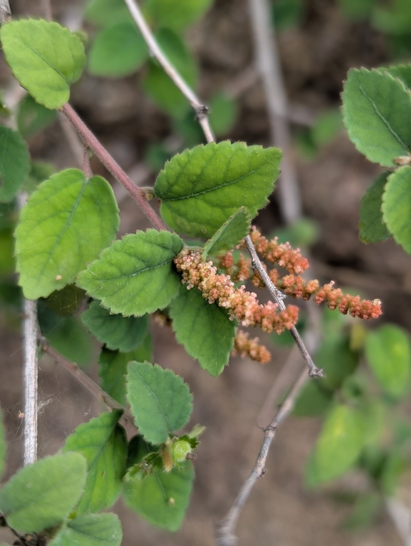 Acalypha capitata
