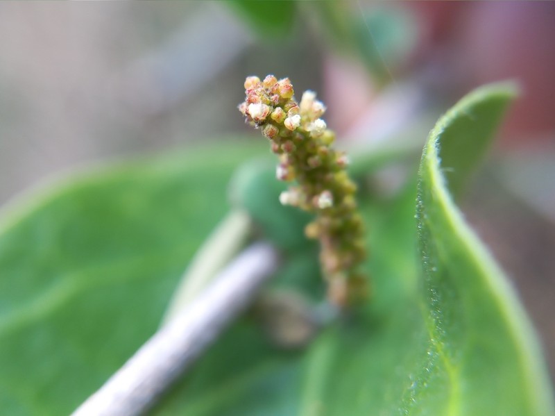 Acalypha capitata photo 2