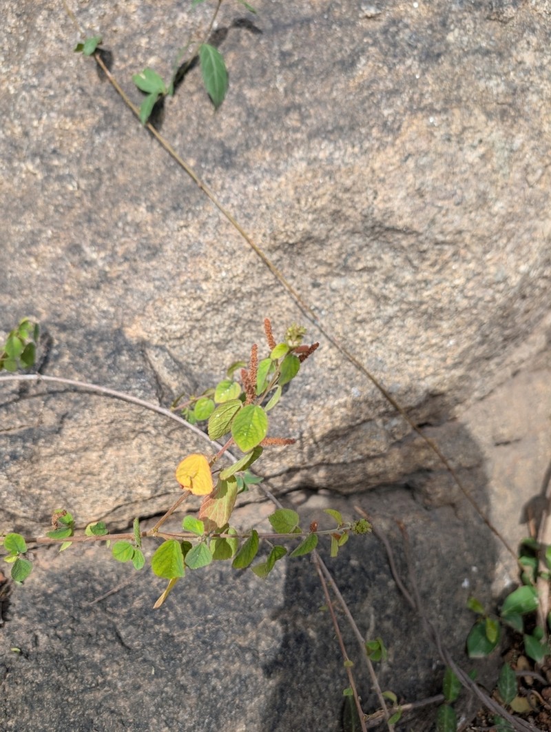 Acalypha capitata photo 3