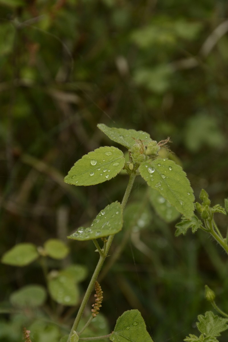 Acalypha capitata photo 4