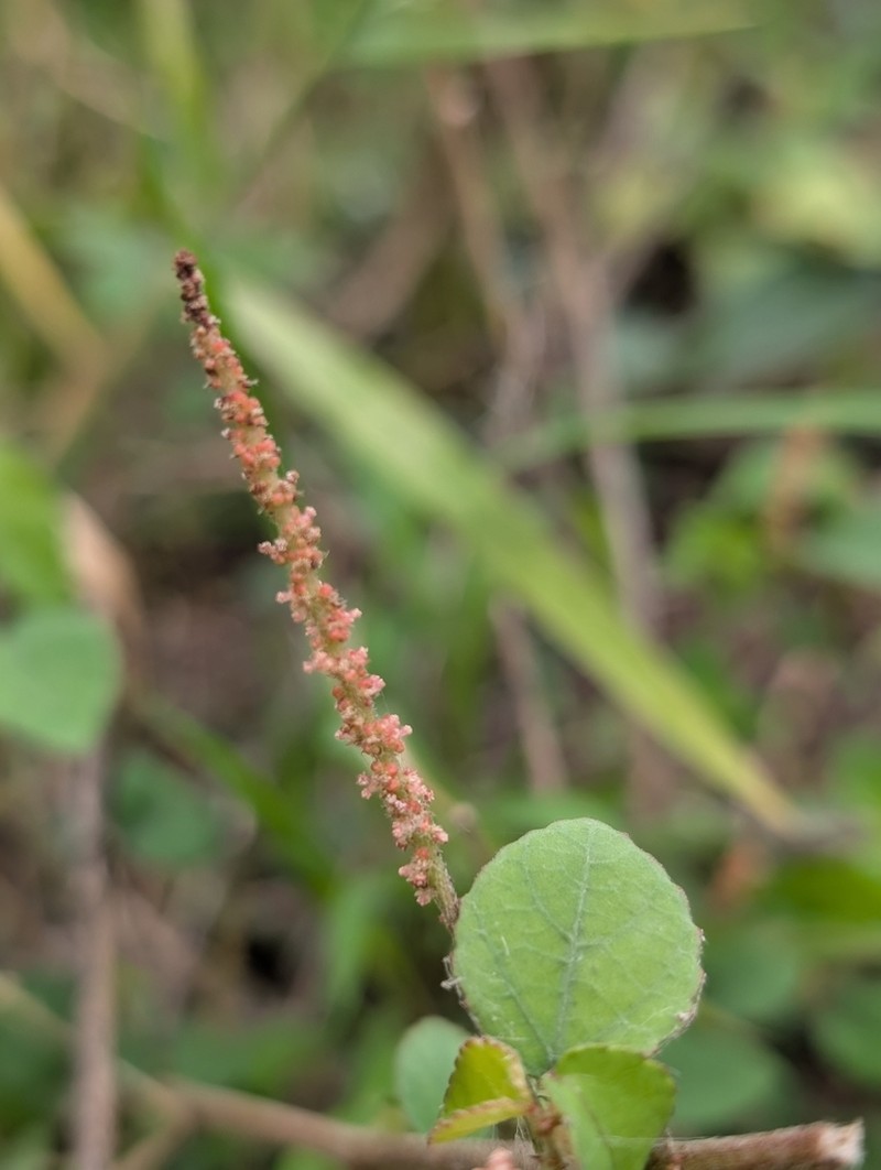 Acalypha capitata photo 5