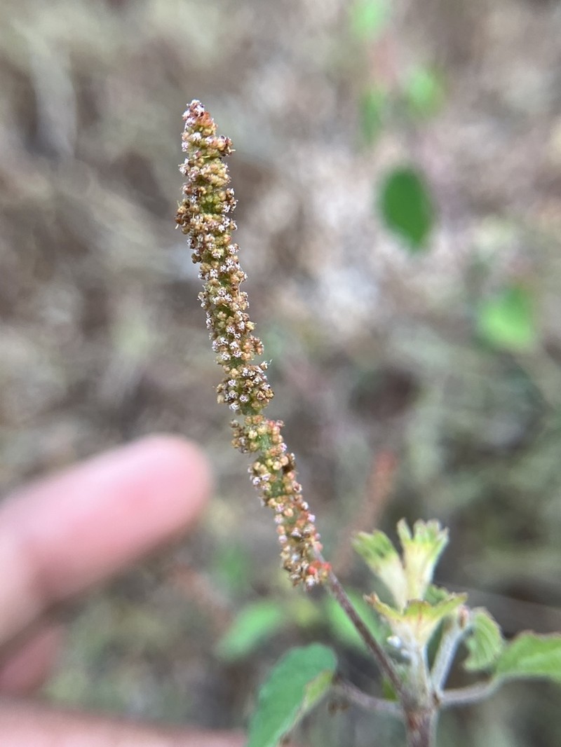 Acalypha capitata photo 6