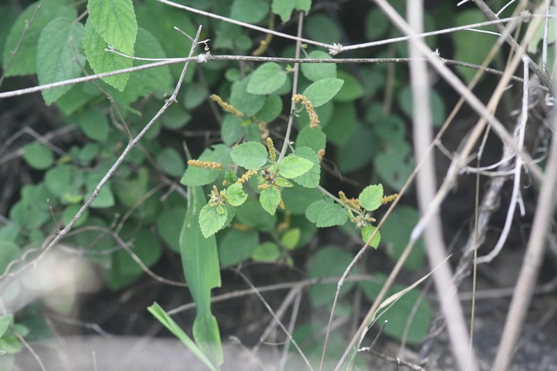 Acalypha capitata photo 7