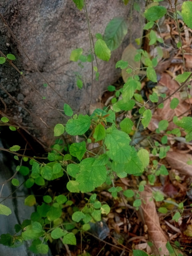 Acalypha capitata photo 8