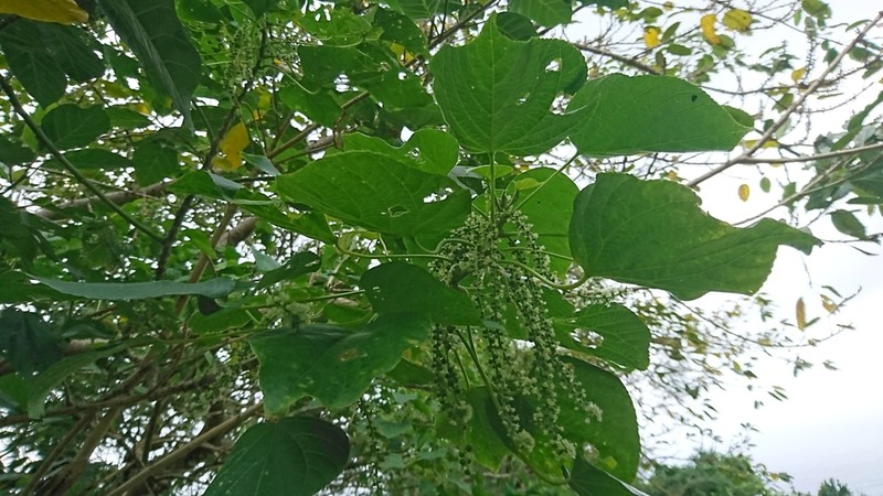 Acalypha cardiophylla