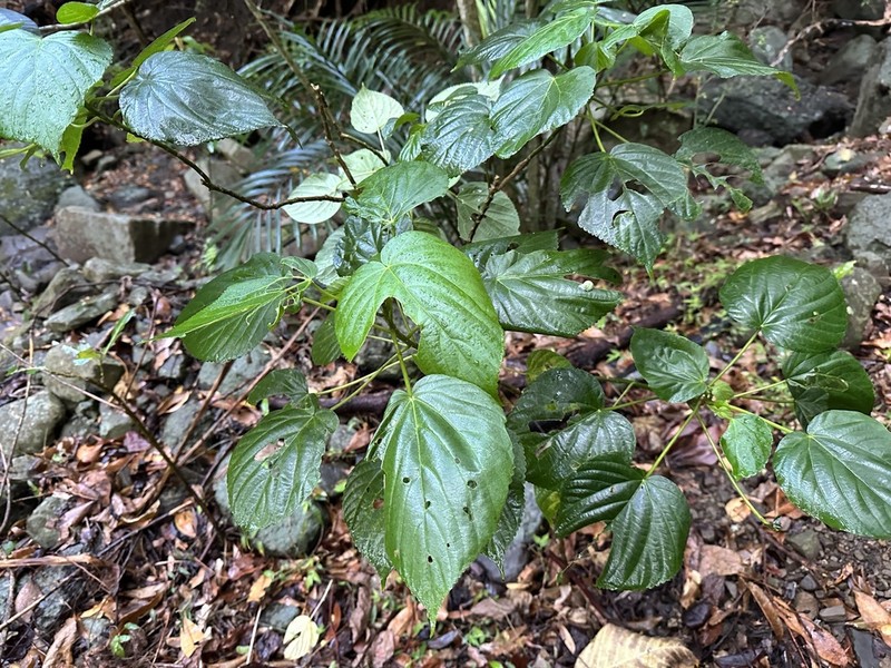 Acalypha cardiophylla photo 2