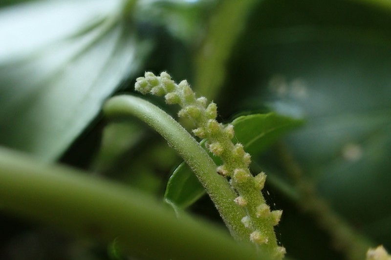 Acalypha cardiophylla photo 3