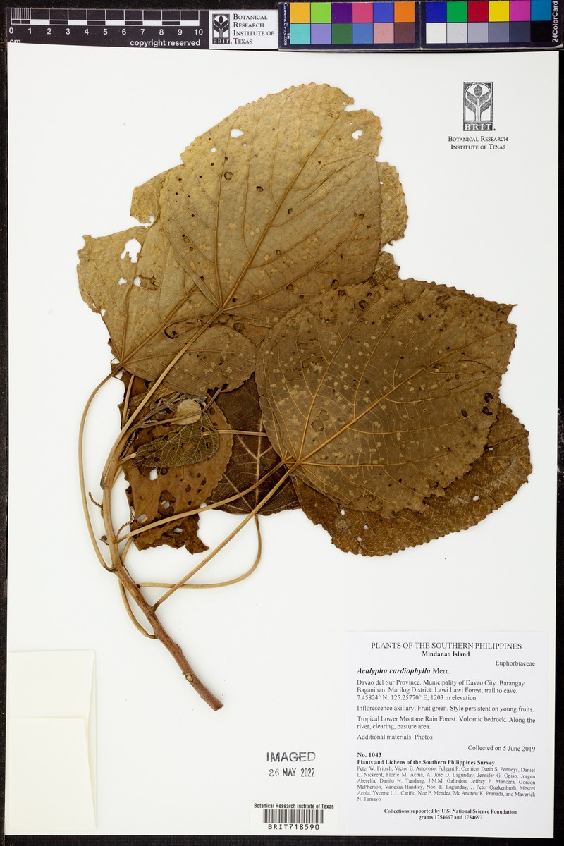 Acalypha cardiophylla photo 4