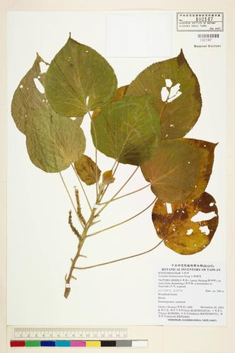Acalypha cardiophylla photo 5