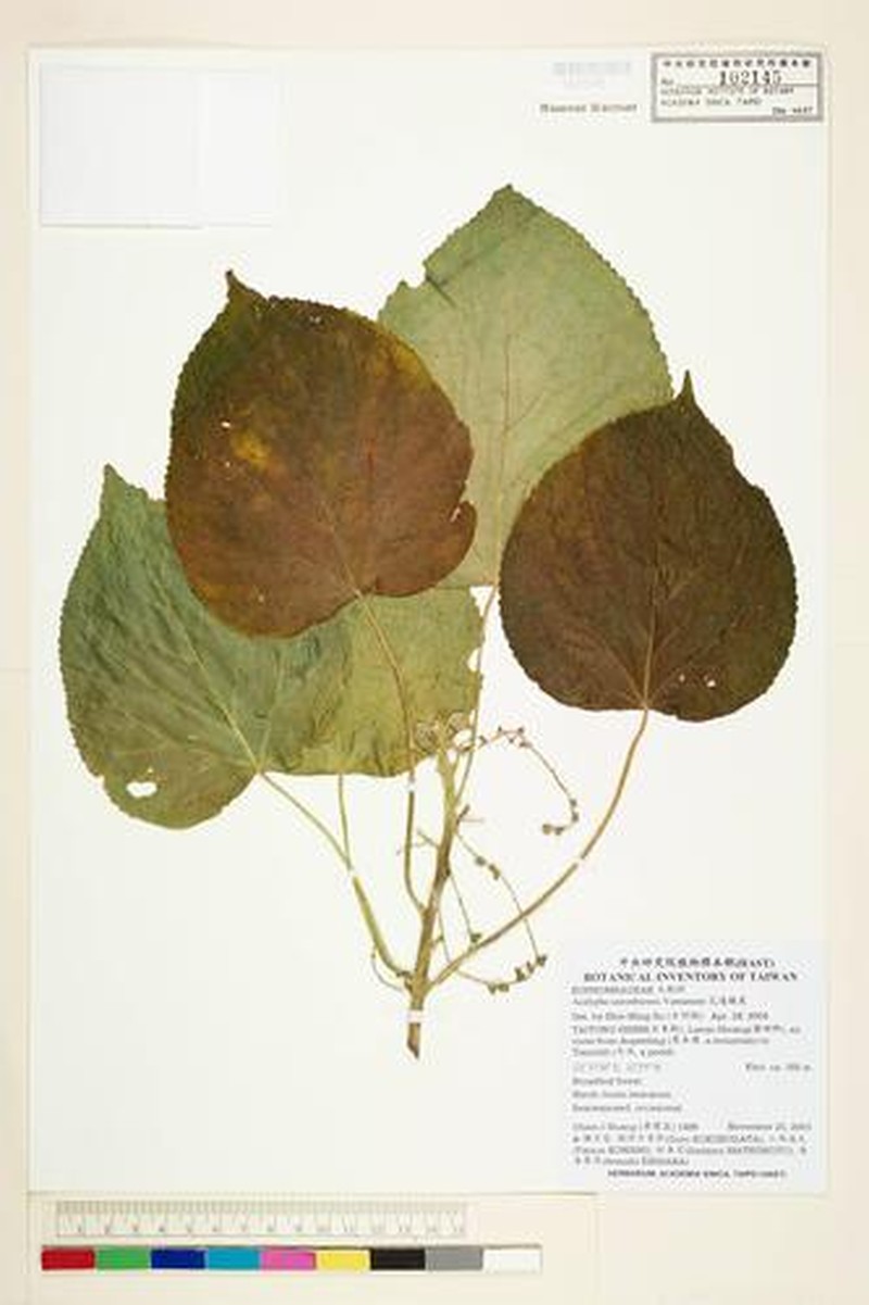 Acalypha cardiophylla photo 6