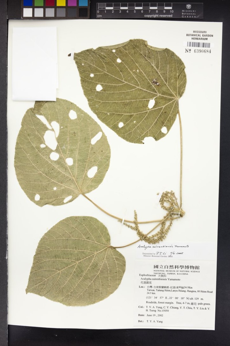 Acalypha cardiophylla photo 7
