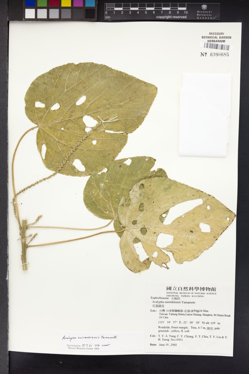 Acalypha cardiophylla photo 8